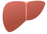 164-organs-OTHER.png